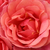 Rdeča - Mini - pritlikave vrtnice - Mandarin ®